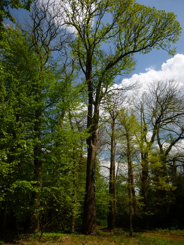 Tamme kastanje – Watermaal-Bosvoorde, Terhulpsesteenweg, 211 –  23 April 2014
