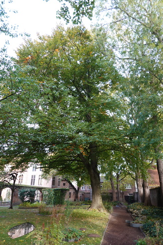 Hêtre pourpre – Anderlecht, Jardins de la Maison d'Erasme –  16 Octobre 2025