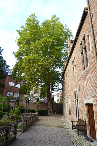 Platane à feuille d'érable – Anderlecht, Jardins de la Maison d'Erasme –  16 Octobre 2025