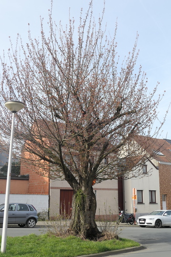 Cerisier du Japon – Ganshoren, Rue Jean-Baptiste Van Pagé –  20 Mars 2024