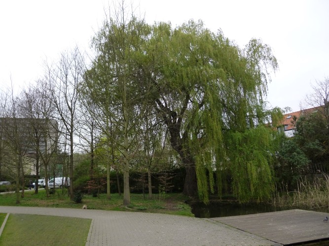 Saule pleureur – Watermael-Boitsfort, Parc de la Héronnière, Rue des Pêcheries –  08 Mai 2014