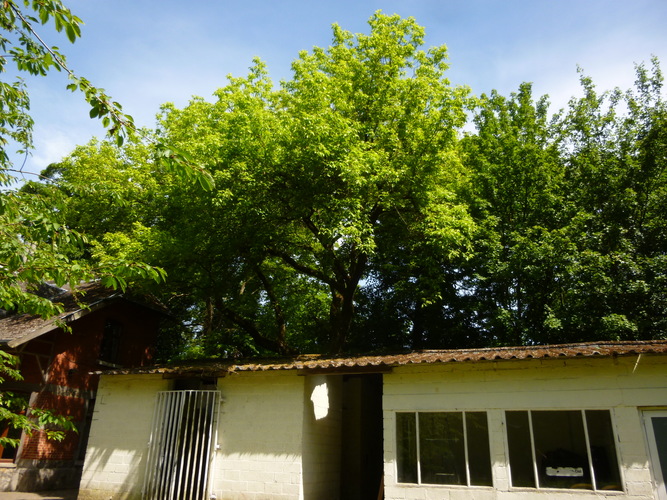 Erable à feuilles de frêne – Woluwé-Saint-Pierre, Parc Parmentier –  20 Mai 2014