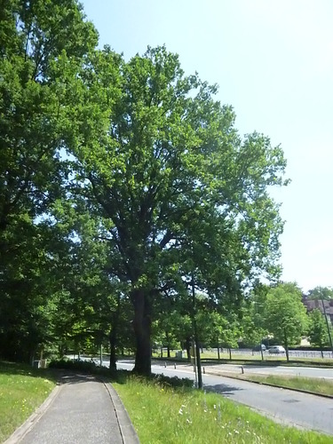 Chêne pédonculé – Woluwé-Saint-Pierre, Parc Parmentier, Avenue de Tervueren –  03 Juin 2014