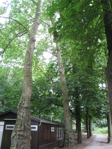 Platane à feuille d'érable – Woluwé-Saint-Lambert, Parc de Roodebeek - partie Sud –  11 Juin 2014