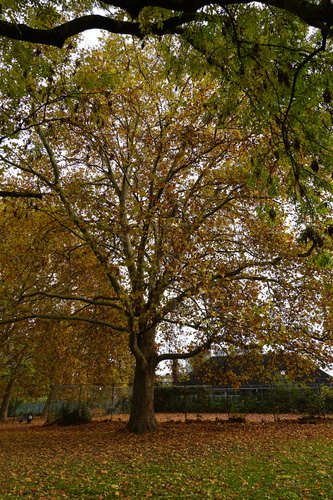 Gewone plataan – Jette, Jeugdpark, Graafschap Jettelaan –  05 Maart 2021