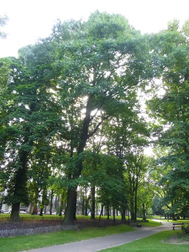 Chêne rouge d'Amérique – Koekelberg, Parc Elisabeth –  18 Juin 2014