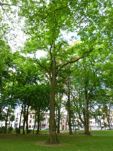 Gewone acacia – Koekelberg, Elisabethpark –  18 Juni 2014