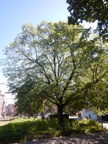Tilleul argenté &ndash; Jette, Avenue Secrétin &ndash;  12 Mai 2026