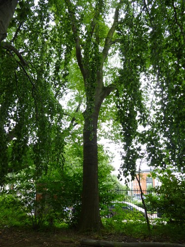 Chêne rouge d'Amérique – Bruxelles, Site de l'Hôpital Brugmann , Avenue Ernest Masoin –  14 Juillet 2014