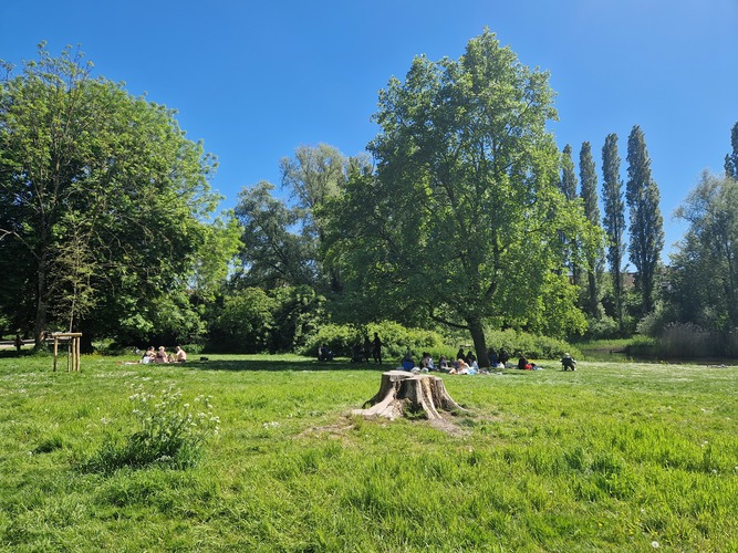 Gewone wilg &ndash; Jette, Koning Baudouwijnpark 2 &ndash;  01 Mei 2026