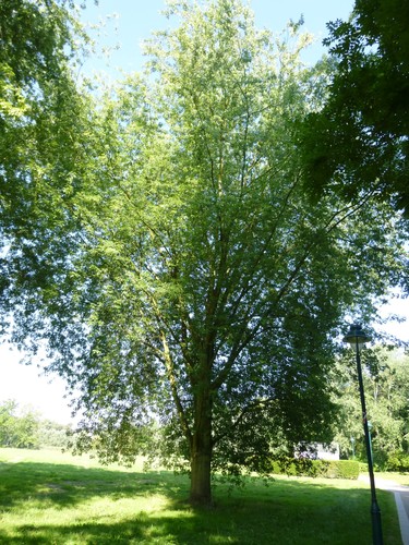 Acer saccharinum var. laciniatum – Jette, Koning Baudouwijnpark –  25 Juli 2014