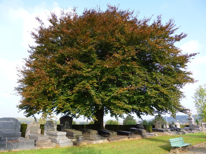Rode beuk – Ukkel, Begraafplaats van Sint-Gillis, Stillelaan –  30 September 2014