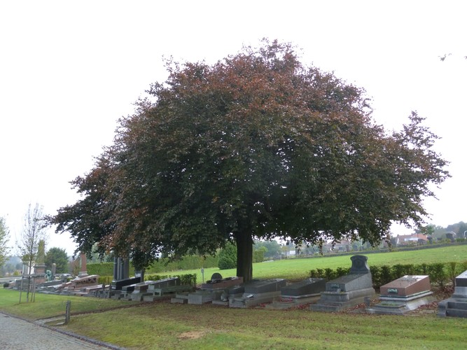 Rode beuk – Ukkel, Begraafplaats van Sint-Gillis, Stillelaan –  30 September 2014