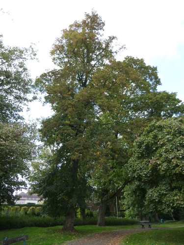 Tilleul à larges feuilles – Bruxelles, Parc public de Laeken –  01 Octobre 2014