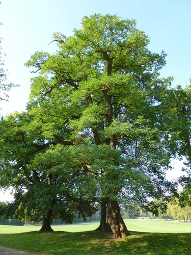 Gewone acacia – Brussel, Openbaar park van Laeken –  03 Oktober 2014