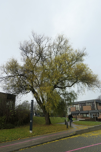 Salix babylonica 'Tortuosa' – Jette, Site de l'Hôpital Brugmann , Avenue Ernest Masoin, 4 –  16 Décembre 2024