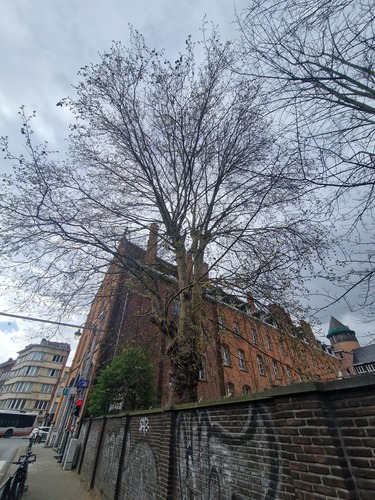 Gewone plataan &ndash; Ganshoren, Landsroemlaan, 126 &ndash;  01 April 2026