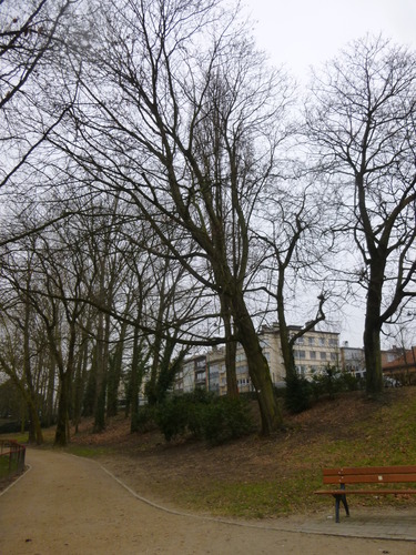 Noorse esdoorn – Sint-Jans-Molenbeek, Marie-Josépark –  11 February 2015