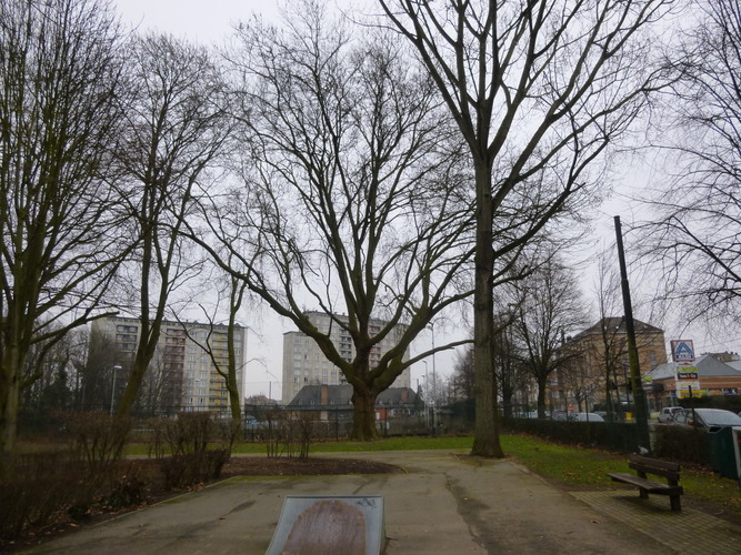 Gewone plataan – Sint-Jans-Molenbeek, Marie-Josépark –  11 February 2015