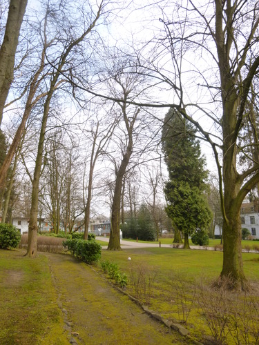 Tamme kastanje – Jette, Park van de Sans Souci kliniek, Wereldtentoonstellingslaan, 218 –  06 Maart 2015