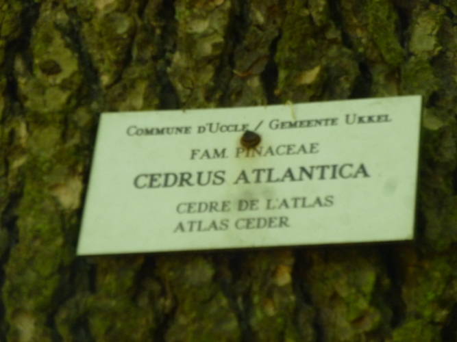 Cèdre de l'Atlas – Uccle, Parc de la Sauvagère –  05 Juin 2015