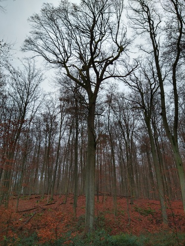 Chêne pédonculé – Watermael-Boitsfort, Forêt de Soignes, Coin du Balai VI –  09 Décembre 2021