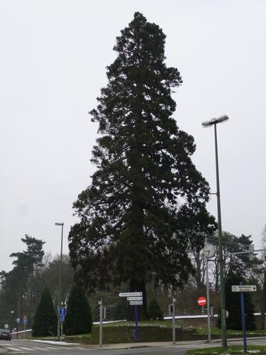 Mammoetboom – Brussel, Landschap van de Madridlaan, Madridlaan –  12 February 2013