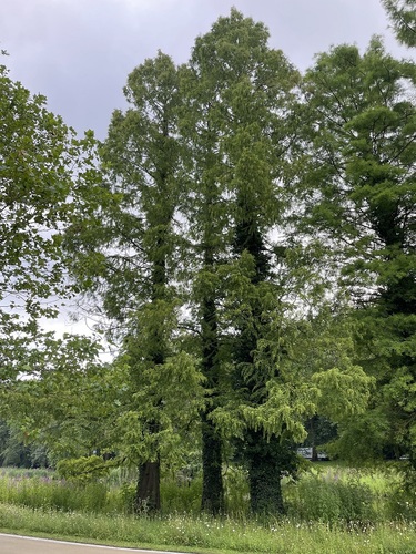 Cyprès chauve de Louisiane – Watermael-Boitsfort, Parc du Leybeek –  17 Juillet 2024