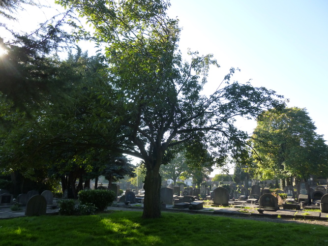 Cerisier du Japon – Woluwé-Saint-Lambert, Avenue du Dernier Repos –  01 Octobre 2015