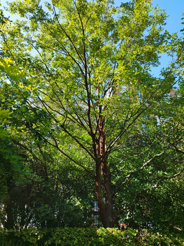 Acer griseum – Elsene, Tenboschpark –  11 Juli 2023