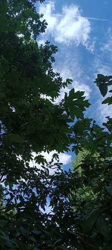 Erable à grandes feuilles – Ixelles, Parc Tenbosch –  11 Juillet 2023