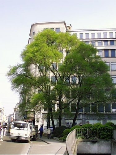 Orme d'Amérique – Bruxelles, Rue des Augustins, 4 –  04 Avril 2002