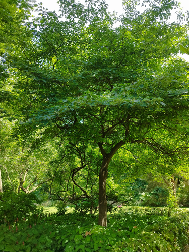 Cornus alternifolia – Elsene, Tenboschpark –  11 Juli 2023