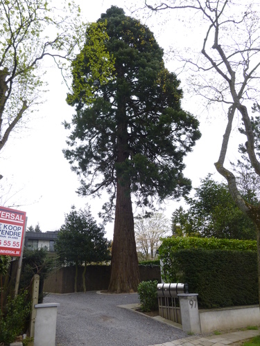 Sequoia géant – Uccle, Avenue du Prince d'Orange, 97 –  13 Avril 2016