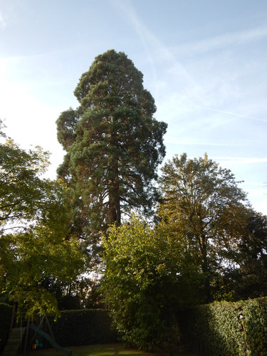 Mammoetboom &ndash; Ukkel, Prins van Oranjelaan, 97 &ndash;  24 September 2026