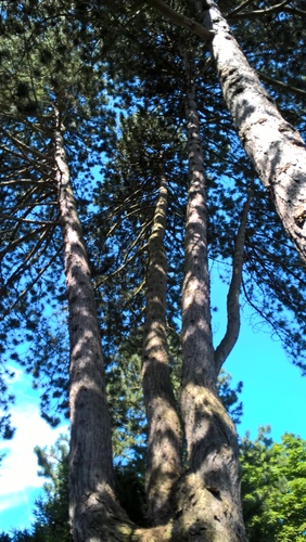 Pinus nigra 'Austriaca' – Ukkel, Tuin van het huis Grégoire, Dieweg, 292 –  18 Juli 2016