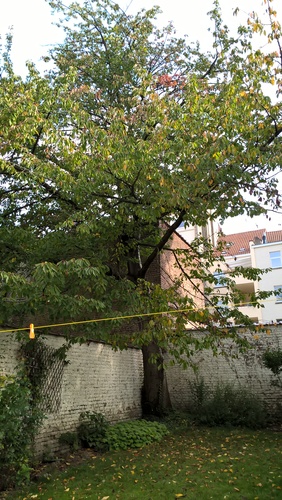 Prunus cerasifera – Etterbeek, Avenue de l'Armée, 110 –  13 Octobre 2016