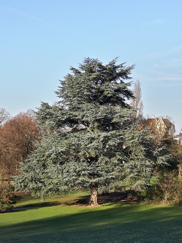 Blauwe ceder – Vorst, Park van Vorst –  28 November 2016