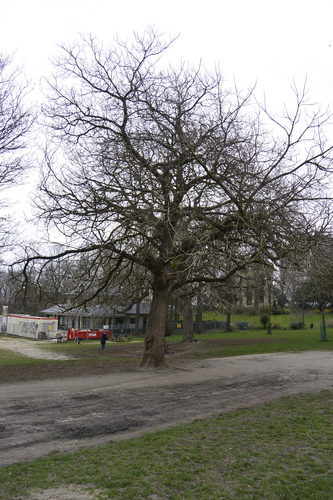 Trompetboom – Vorst, Park van Vorst, parc –  20 Maart 2023