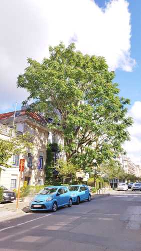 Hemelboom &ndash; Brussel, Johannalaan, 27 &ndash;  16 September 2026