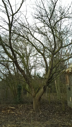 Prunus cerasifera – Brussel, Parochiestraat, 53 –  20 February 2017