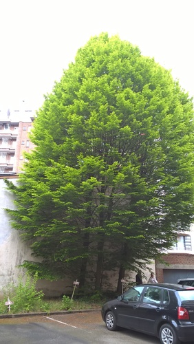 Carpinus betulus f. fastigiata – Brussel, Van Eyckstraat, 50 –  08 Mei 2017