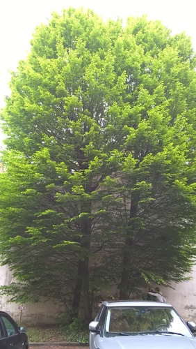 Carpinus betulus f. fastigiata – Brussel, Van Eyckstraat, 50 –  08 Mei 2017
