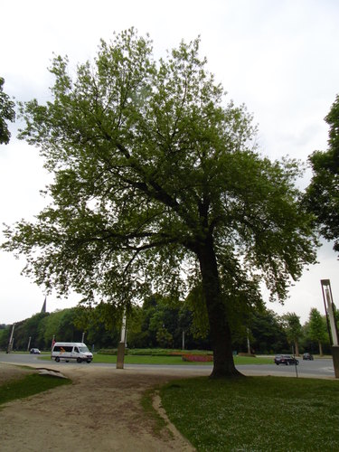 Acer saccharinum var. laciniatum – Bruxelles, Parc d'Osseghem –  24 Mai 2017