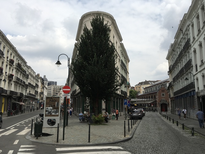 Orme fastigié – Bruxelles, Rue Pletinckx, 7 –  10 Juillet 2017