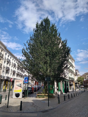 Orme fastigié – Bruxelles, Rue Pletinckx, 7 –  22 Août 2022