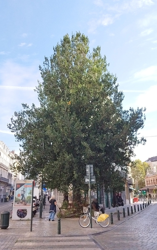 Orme hybride 'Lobel' &ndash; Bruxelles, Rue Pletinckx, 7 &ndash;  29 Septembre 2026