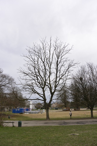 Doodsbeenderenboom – Vorst, Park van Vorst, parc –  20 Maart 2023