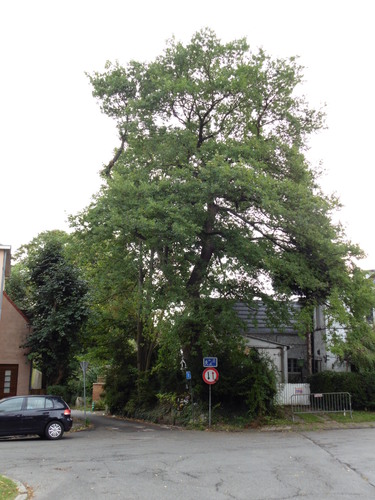 Chêne pédonculé – Watermael-Boitsfort, Karrenberg, 53 –  06 Septembre 2017