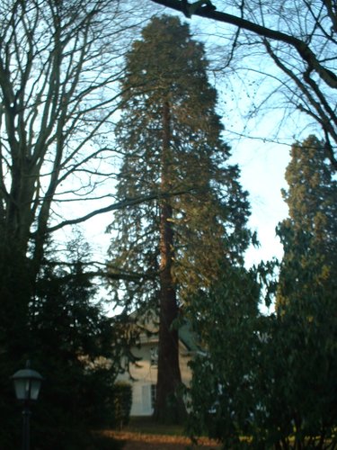 Sequoia géant,  24 Janvier 2003